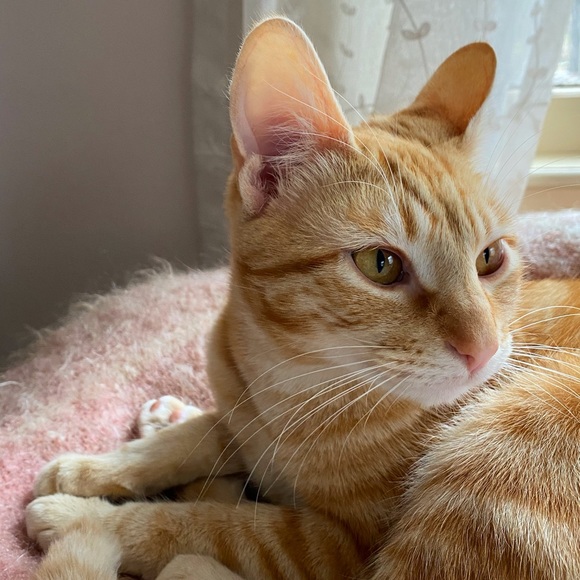 Meet your Posher, Emily - Picture 4 of 6